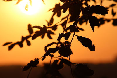 Close-up of silhouette plant against sky during sunset