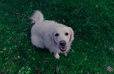 High angle portrait of a dog on field