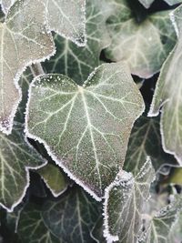 Close-up of fresh green leaves