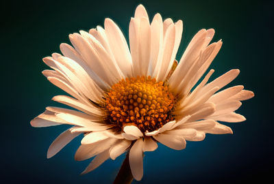 Close-up of white flower against black background