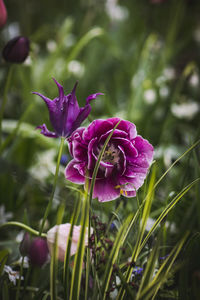 Close-up of purple flowering plant on field