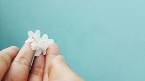 Close-up of hand holding white flowers against turquoise background