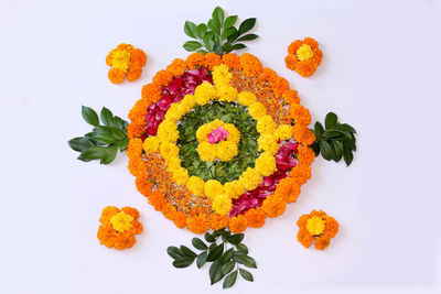 Close-up of multi colored flowers on white background