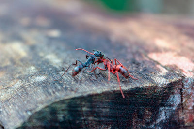 Close-up of insect on rock