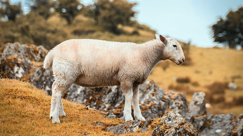 Sheep standing in a field