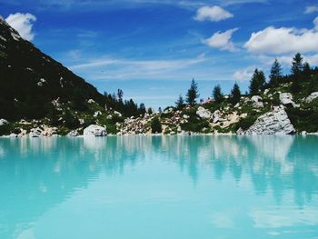 Reflection of trees in swimming pool