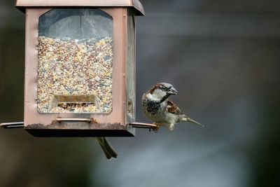 Close-up of bird