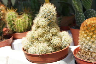 Close-up of succulent plants in market