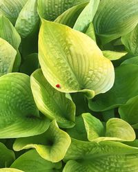 Full frame shot of plant