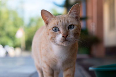 Close-up portrait of cat