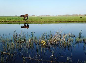 Horses on field by lake against sky