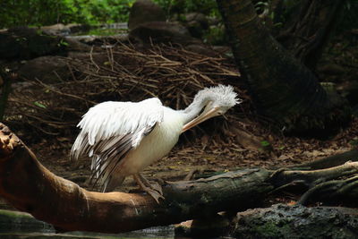 Bird perching on a tree