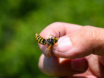 Close-up of insect on hand