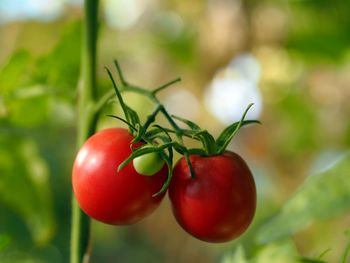 Close-up of cherries on plant