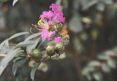 Close-up of pink flowering plant