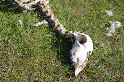 High angle view of a horse on field