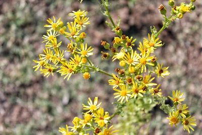 Close-up of yellow flowering plant