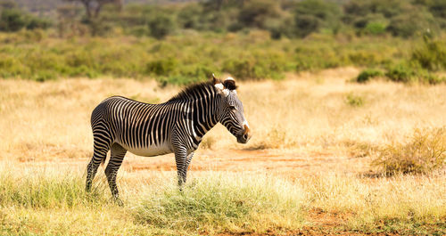 View of a zebra