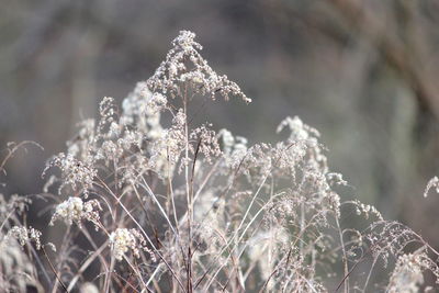 Close-up of frozen plant