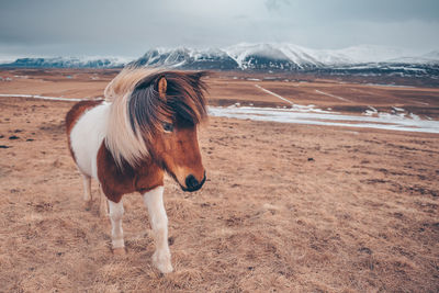 View of a horse on snowy field