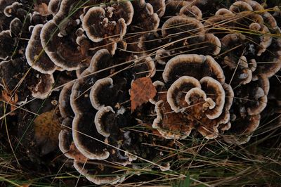 High angle view of mushrooms growing on land