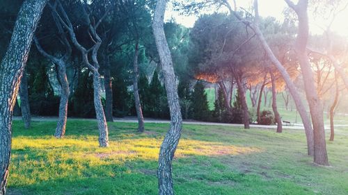 Trees on grassy field