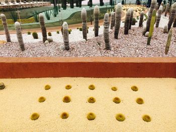 High angle view of cactus plants growing at park