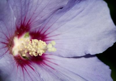 Macro shot of flower