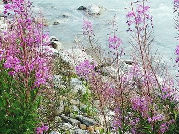 Pink flowers blooming in park