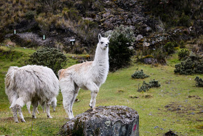 Sheep standing on rock