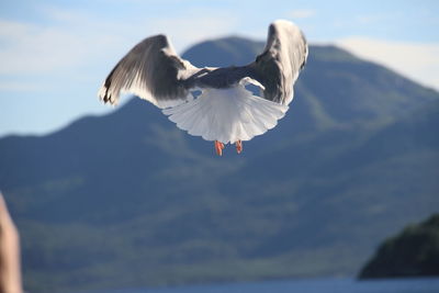 Scenic view of seagull flying mid air