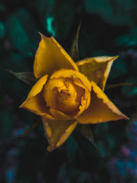 Close-up of yellow rose