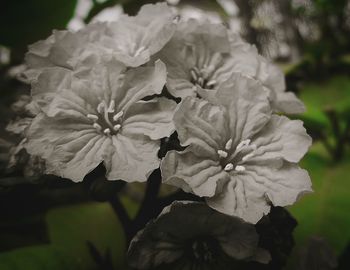 Close-up of flowers against blurred background