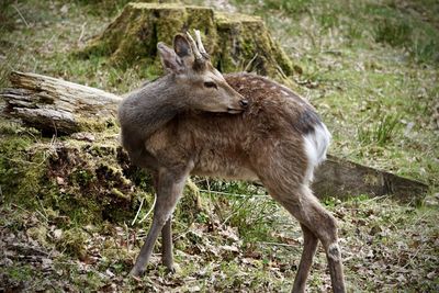 Deer standing in a field