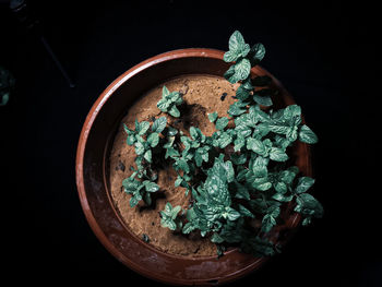 High angle view of food on table against black background