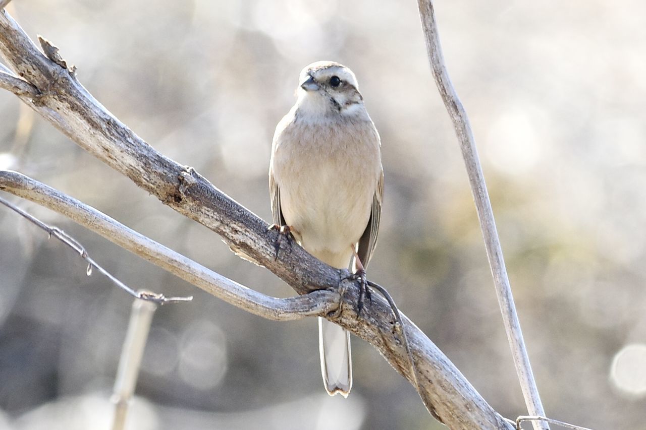 bird, animal themes, animal, animal wildlife, wildlife, branch, one animal, perching, tree, close-up, nature, beak, plant, twig, focus on foreground, sparrow, no people, beauty in nature, outdoors, winter, day, full length