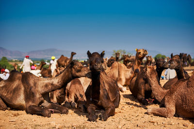 Camels resting at desert against clear blue sky