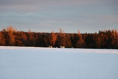 Trees on snow covered land against sky