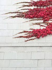 Close-up of pink flowers against wall