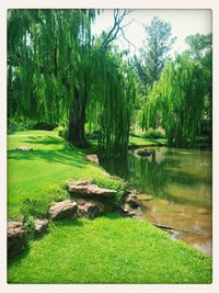 Trees growing on landscape