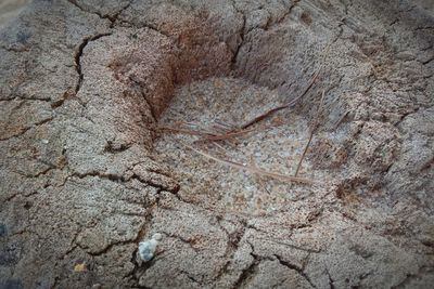 Full frame shot of tree trunk