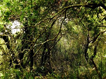 Trees in forest