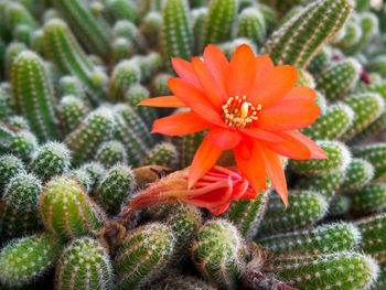 Close-up of red cactus flower