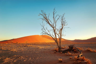 Bare tree on desert against clear sky