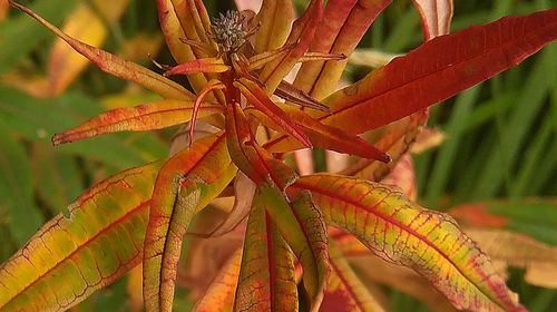 Close-up of plant