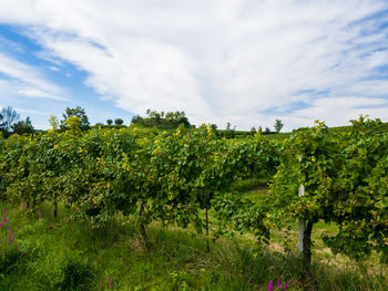 Scenic view of vineyard against sky