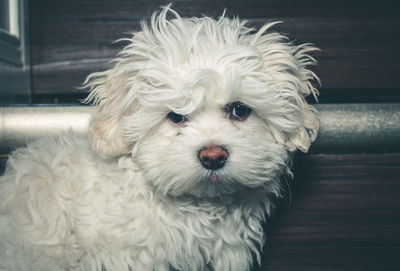 Portrait of havanese dog at home