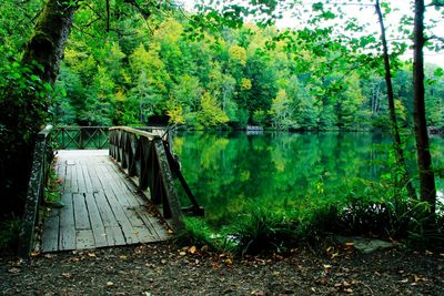 Footpath amidst trees in forest