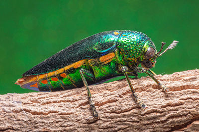 Close-up of insect on rock