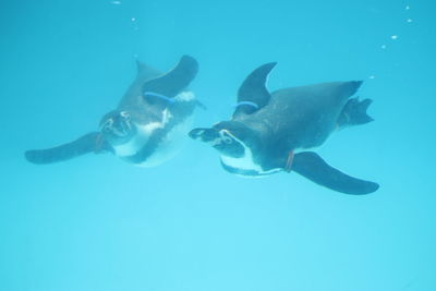 Fish underwater